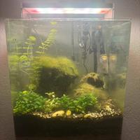 Acquario acqua dolce 38x 38 alto 43.  60 litri.