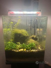Acquario acqua dolce 38x 38 alto 43.  60 litri.