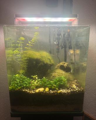 Acquario acqua dolce 38x 38 alto 43.  60 litri.