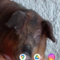 Piccolo allevamento di suini propone maiali