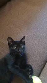 Gatto nero