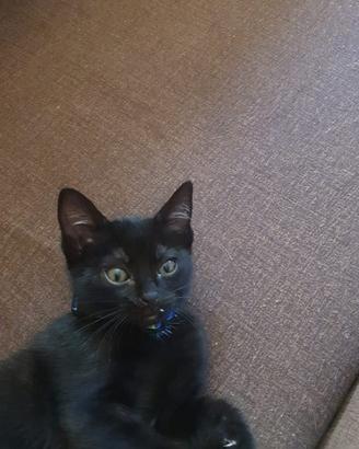 Gatto nero