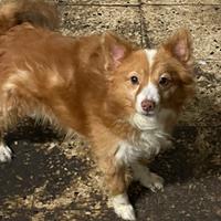 Cane di piccole dimensioni