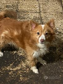 Cane di piccole dimensioni