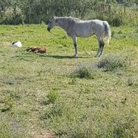 Cavalla psi grigia x esubero