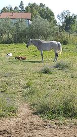 Cavalla psi grigia x esubero