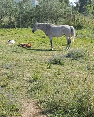 Cavalla psi grigia x esubero