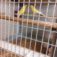 Coppia di derbiana e coppia di parrochetto d