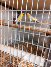 Coppia di derbiana e coppia di parrochetto d