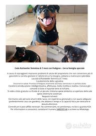 Rottweiler femmina di 7 mesi con Pedigree