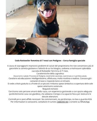 Rottweiler femmina di 7 mesi con Pedigree