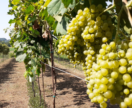Terreno agricolo
