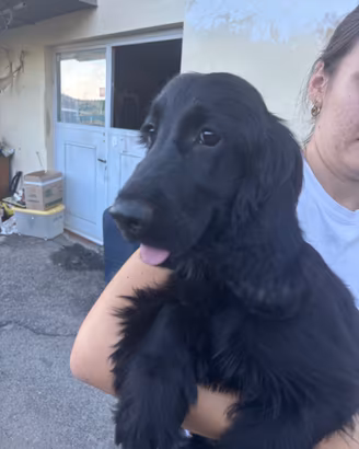 Cucciolo di cocker  spaniel
