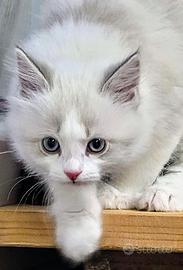 Cuccioli gatto siberiano
