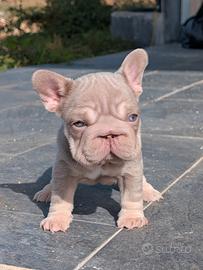 cucciola bulldog francese isabella newshade tan 