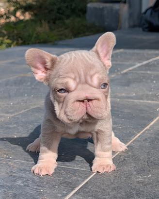 cucciola bulldog francese isabella newshade tan 