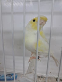 Canarini giallo mosaico