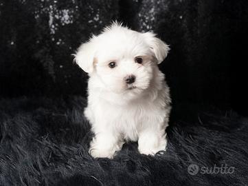Cucciolo maschio di Maltese