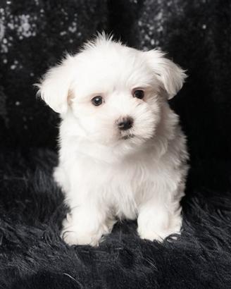 Cucciolo maschio di Maltese