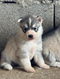Husky