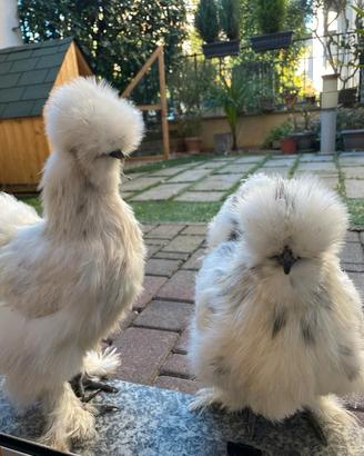 Gallina moroseta