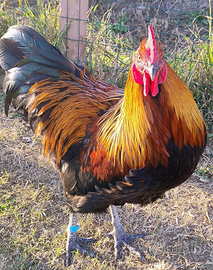 Galli allevati all'aperto