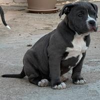 Cuccioli American Bully