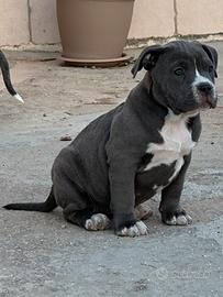 Cuccioli American Bully