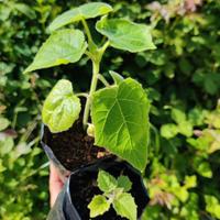 Paulownia