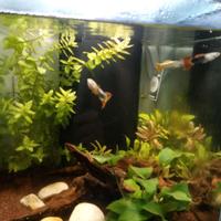 Acquario l. 40 Aquatlantis  (inclusi accessori)