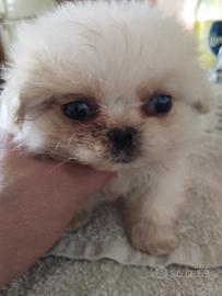 adorabile