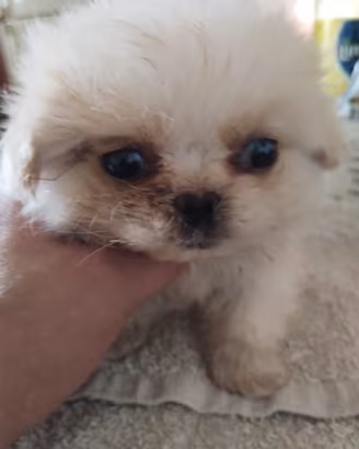 adorabile
