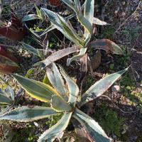 Agavi variegata