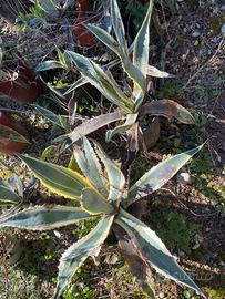 Agavi variegata