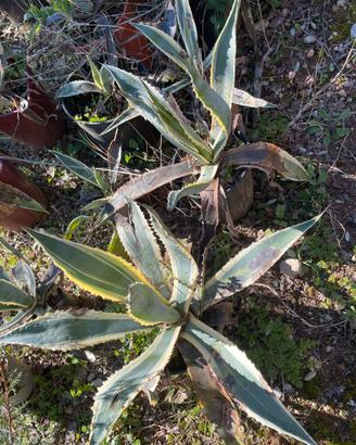 Agavi variegata