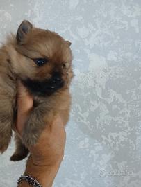 Spitz volpono pomerania