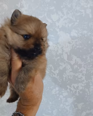 Spitz volpono pomerania