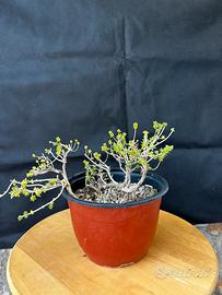 Bonsai Timo