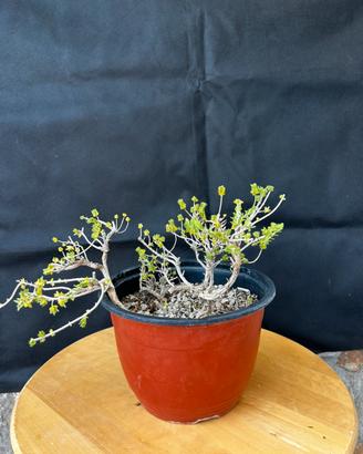Bonsai Timo