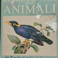 Storia e vita degli animali - 80 Tavole