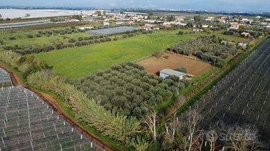 Terreno con uliveto, magazzino e pozzo | TR357