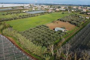 Terreno con uliveto, magazzino e pozzo | TR357