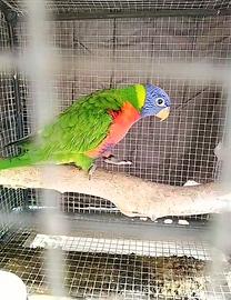 Lori arcobaleno