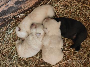 Cuccioli Labrador Retriever