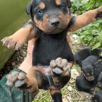 Cuccioli di dobermann età 15 giorni