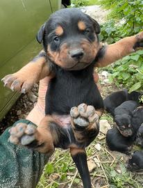 Cuccioli di dobermann età 15 giorni