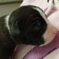 Amstaff