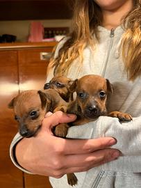 Cucciolo Pinscher nano
