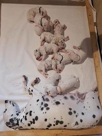 Cuccioli di Dalmata