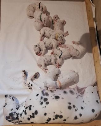 Cuccioli di Dalmata
